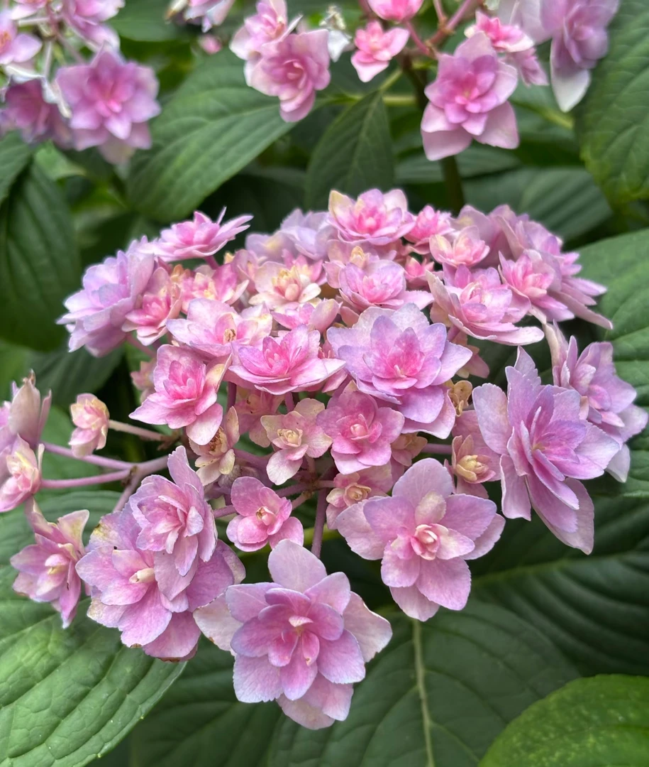 【复古腔调】一加仑绣球花苗阳台盆栽庭院花卉植物