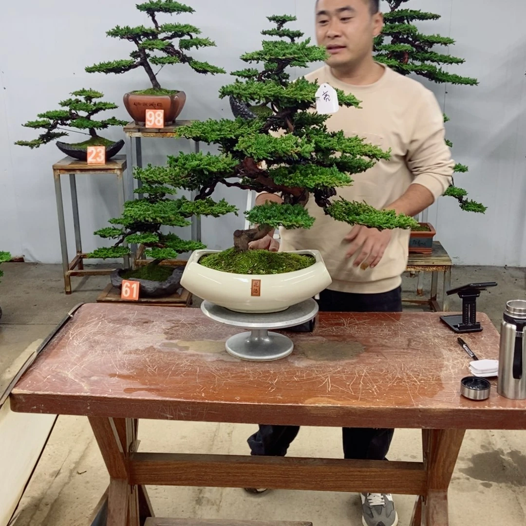 无花朵珍珠柏盆景