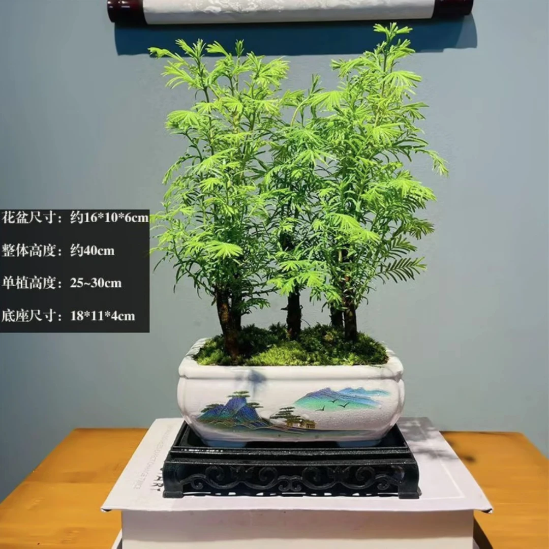 精品水杉丛林盆景易活好养适合客厅书房办公室装饰绿植