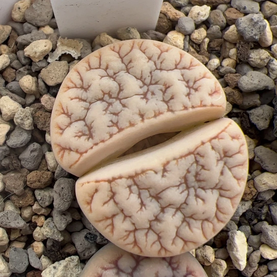 080号374 多肉植物