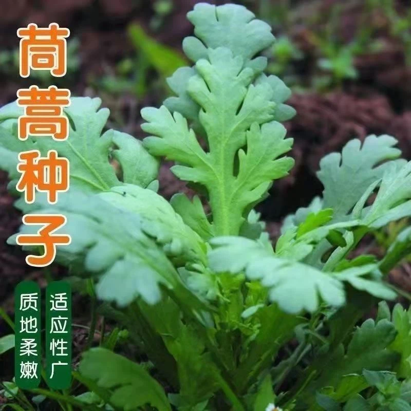 【全店5包包邮】大叶茼蒿种子盆栽阳台四季耐寒高产蔬菜种子