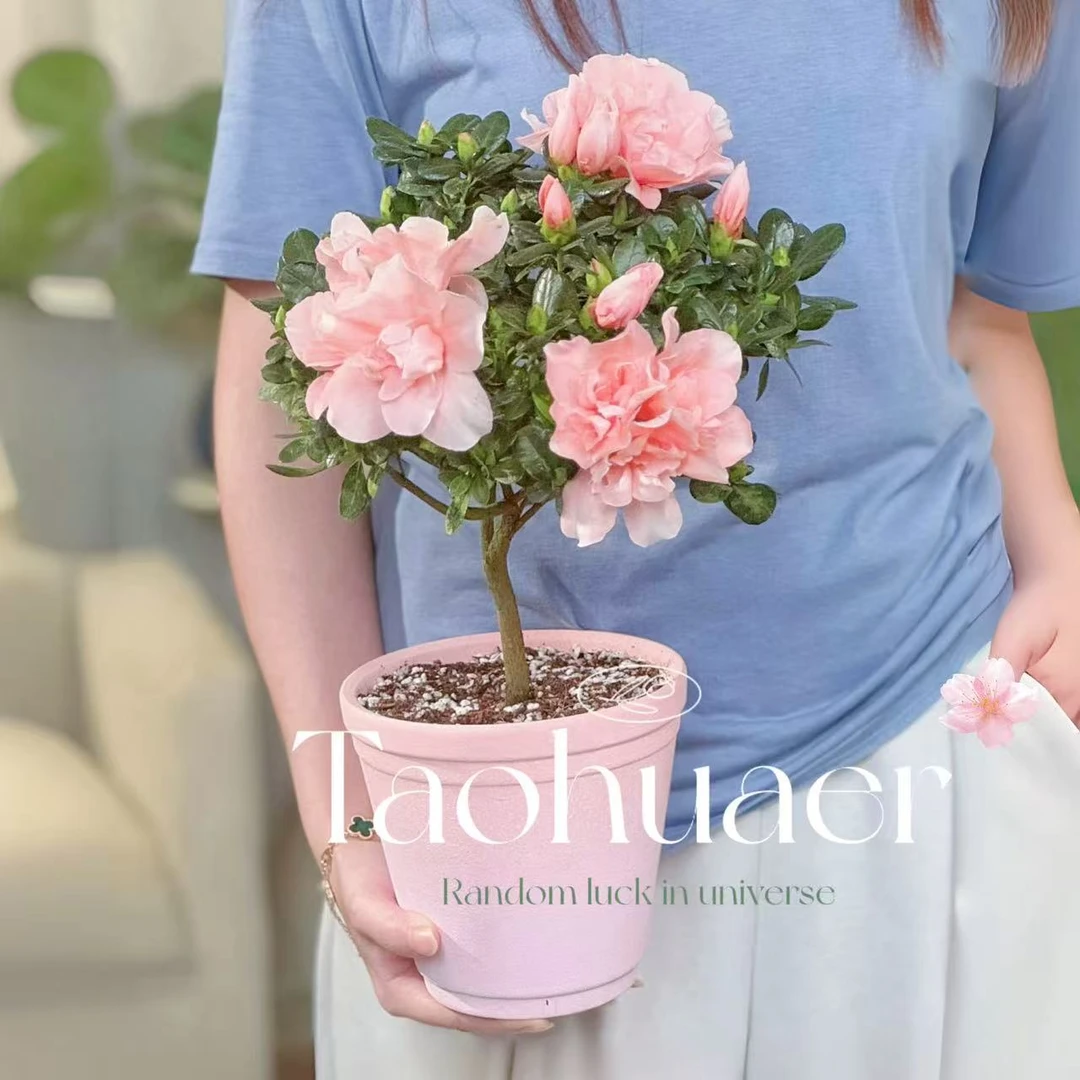 杜鹃花盆栽花卉植物室内花带苞大颗老桩四季开花植物好养