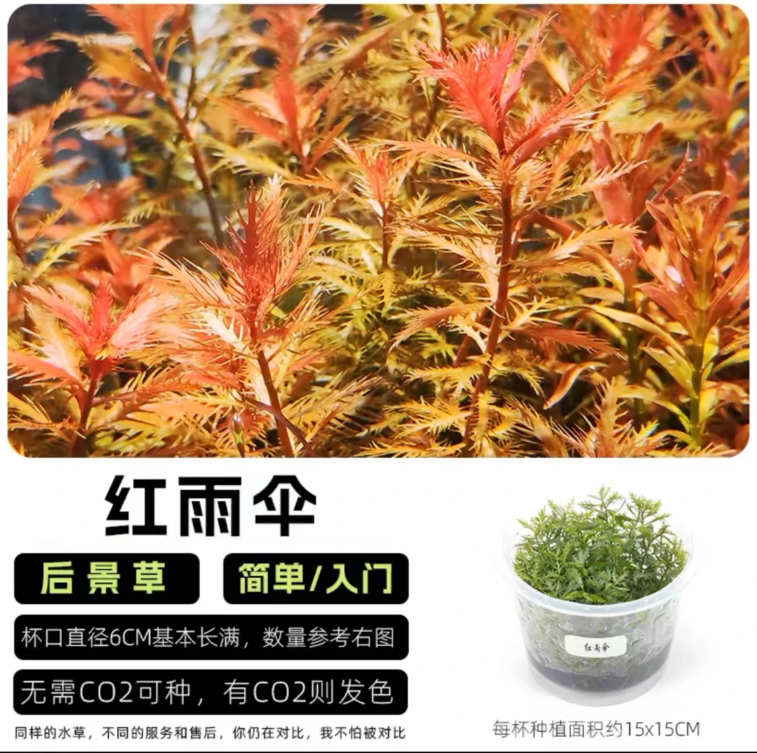 无菌杯红雨伞鱼缸草缸造景专用前中后景水草场水培增氧淡水草植物