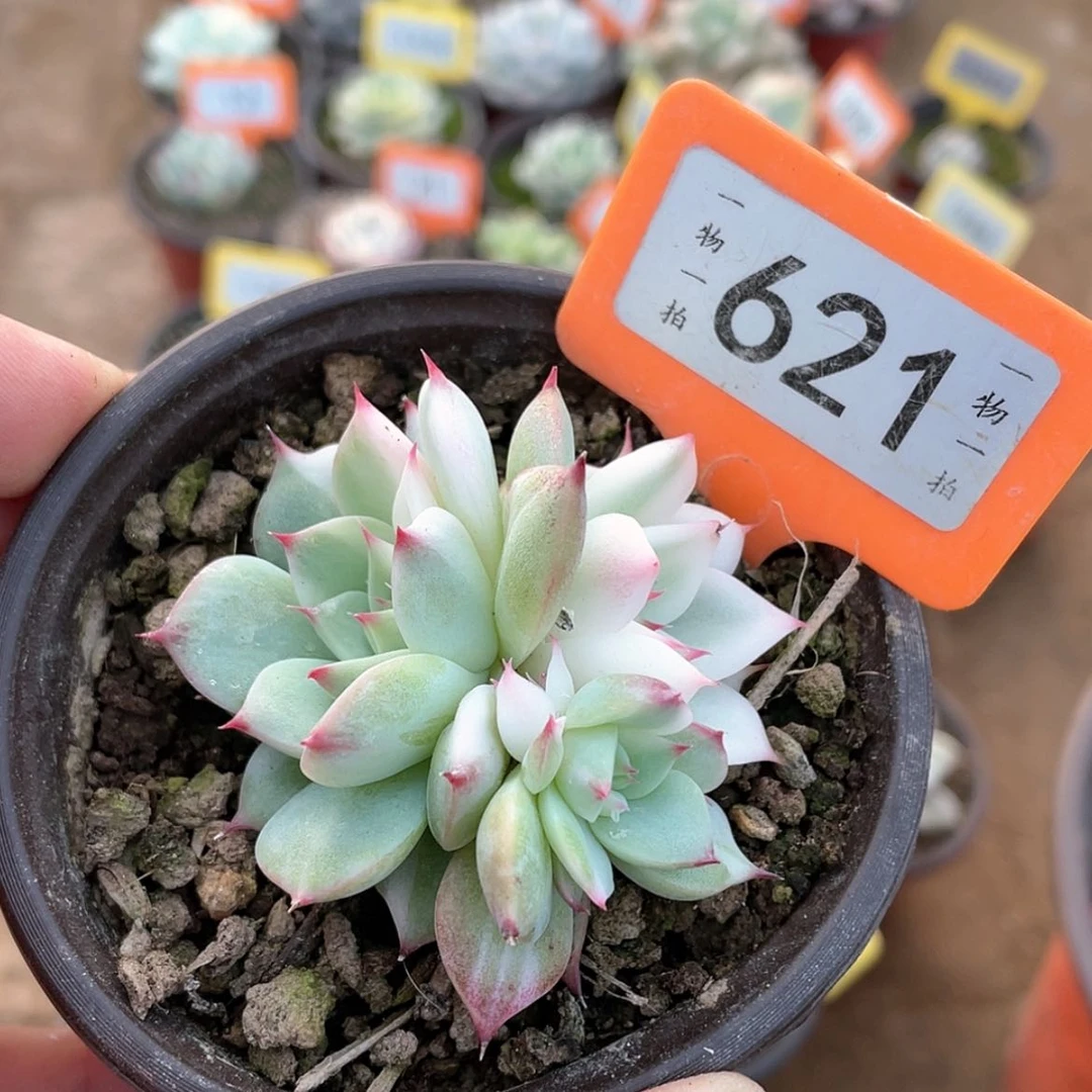 【闪购商品】621号