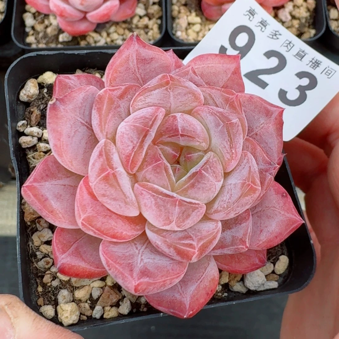 黛玉冰魄      愿你一路坦途，乘风破浪展宏图