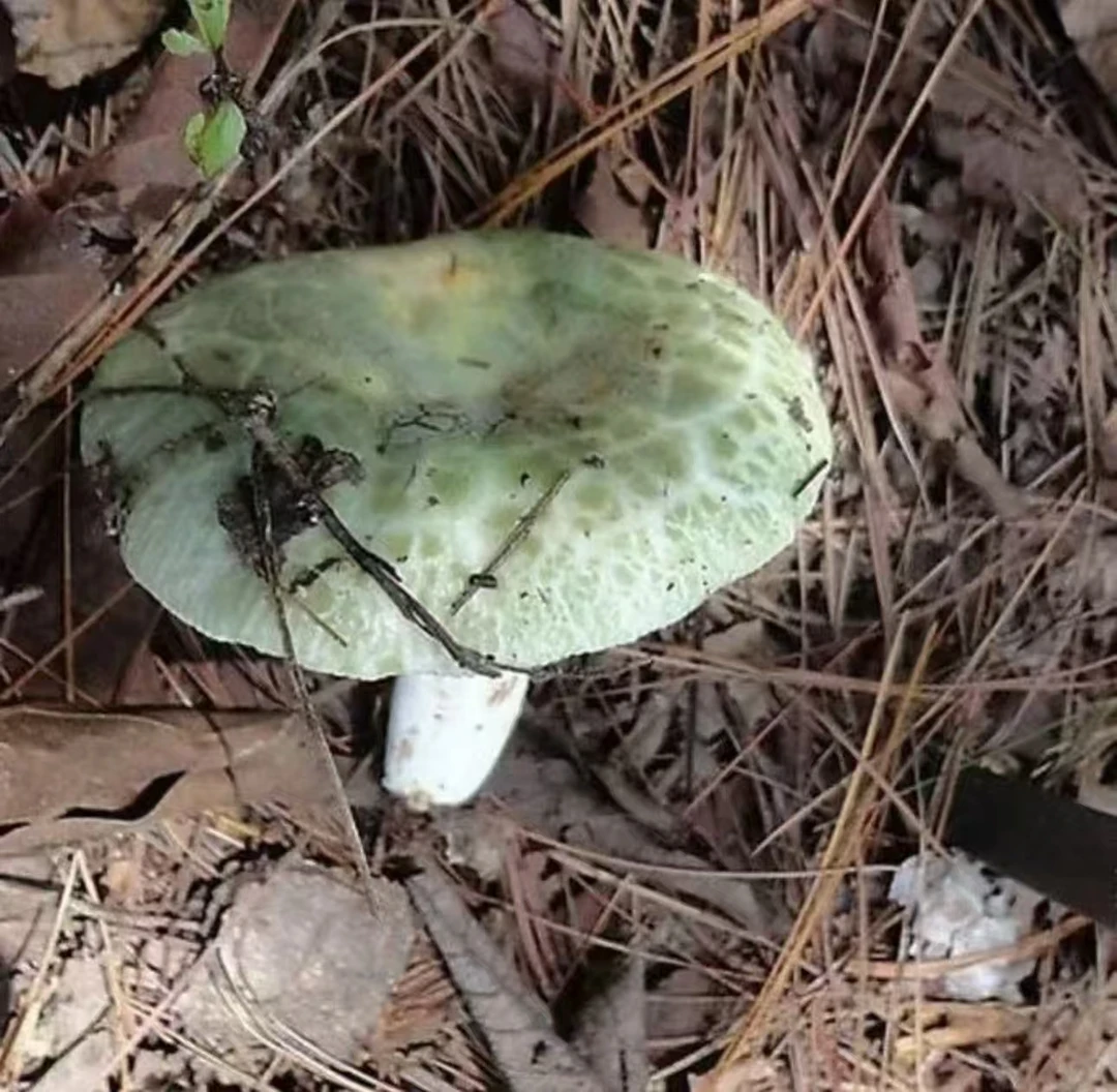 大巴山生态青头菌梨菇干货可煲汤食用菌菇菌子新鲜蘑菇野生野生菌