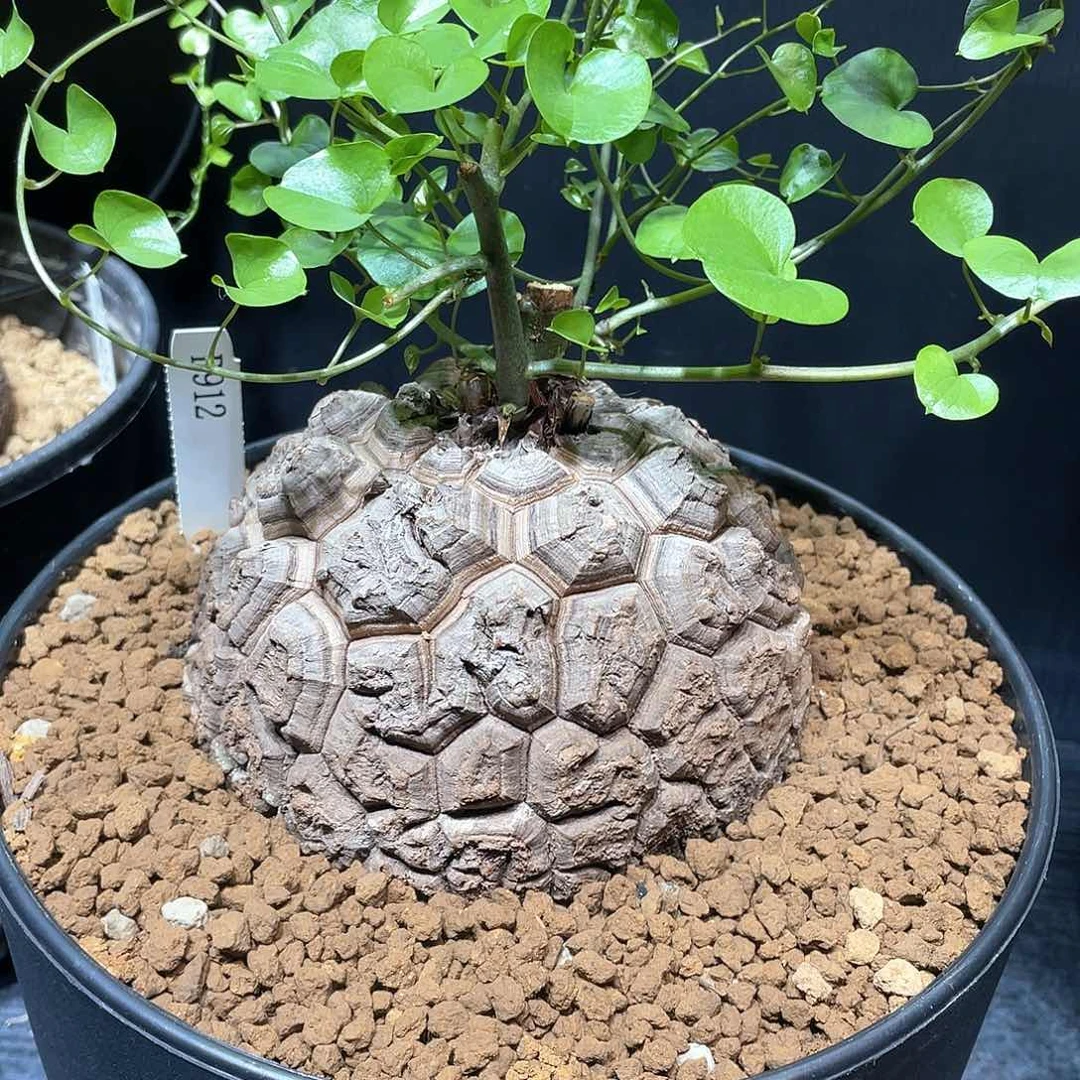 912号龟甲龙12.8公分