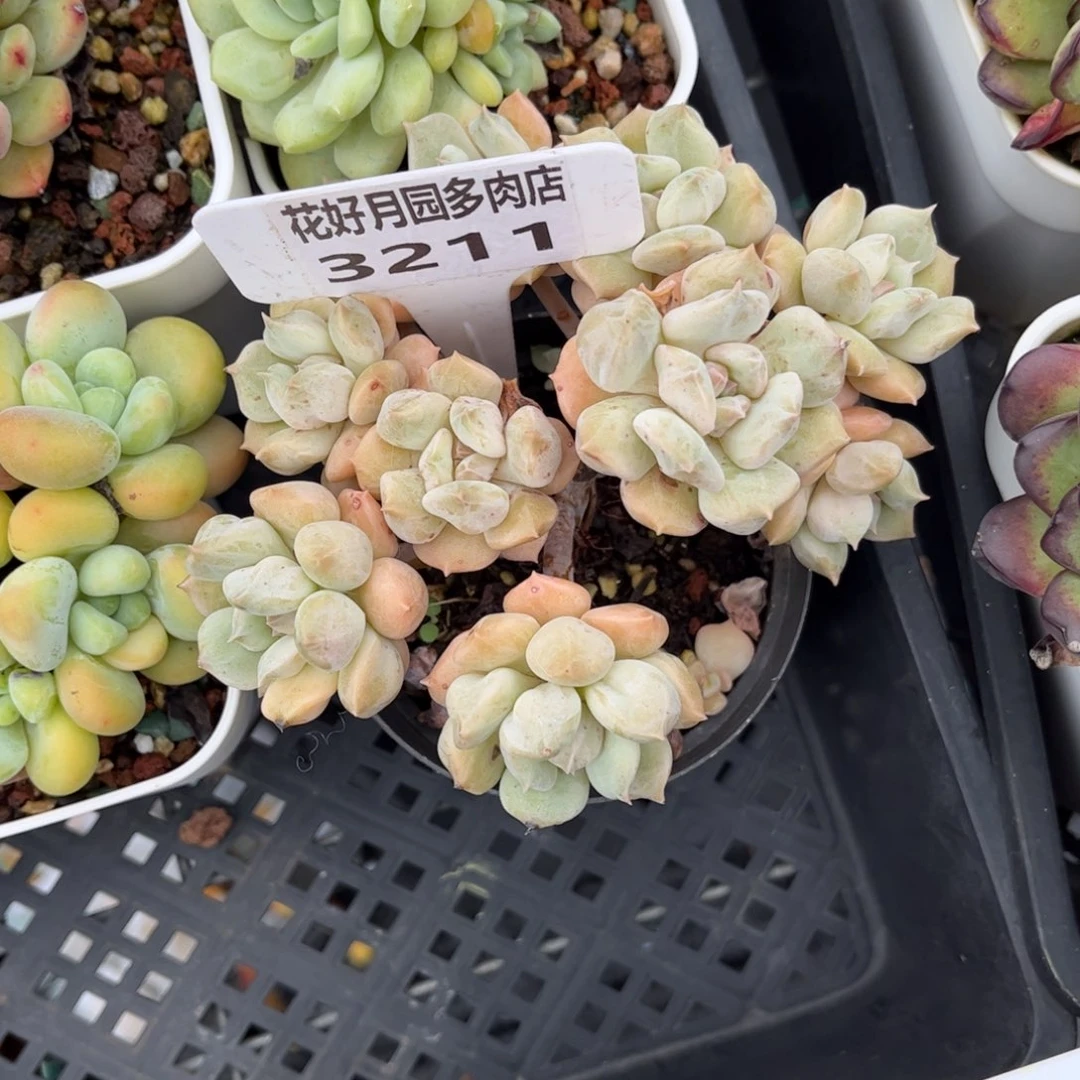 m***i多肉植物3211 一定要拍个冷链哦