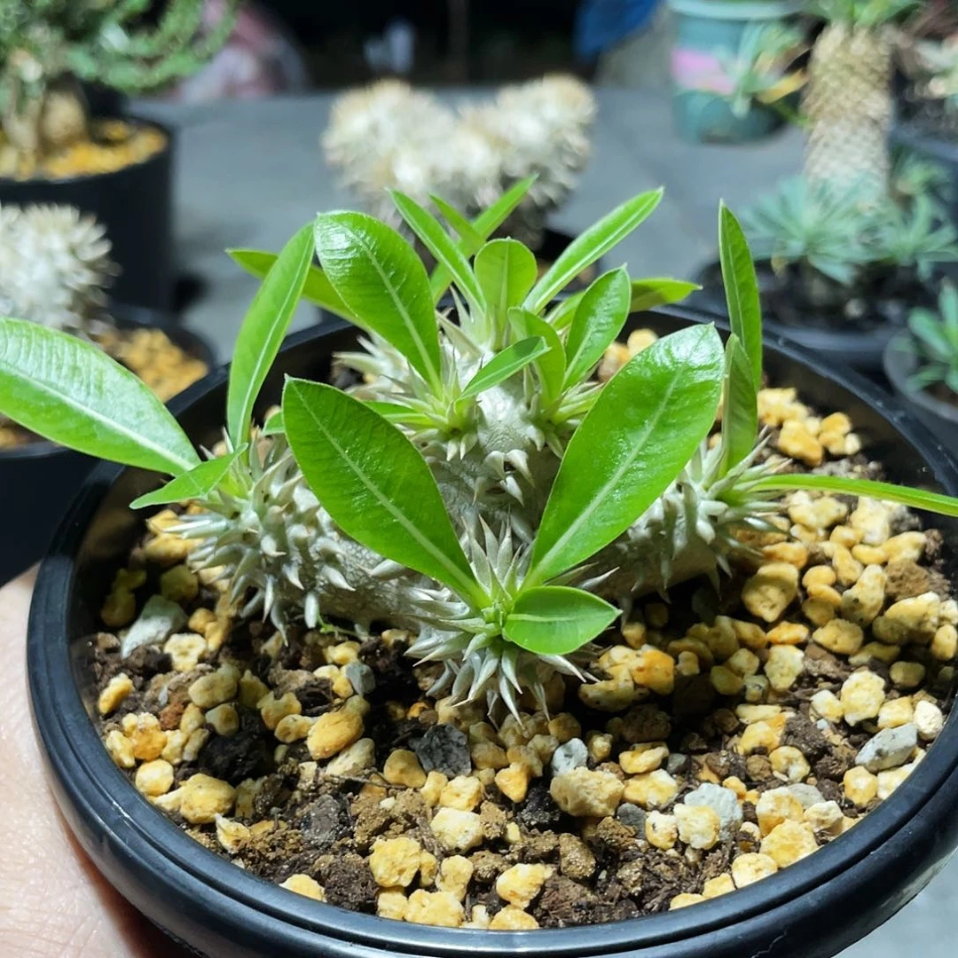 栽***头666666666666666666666