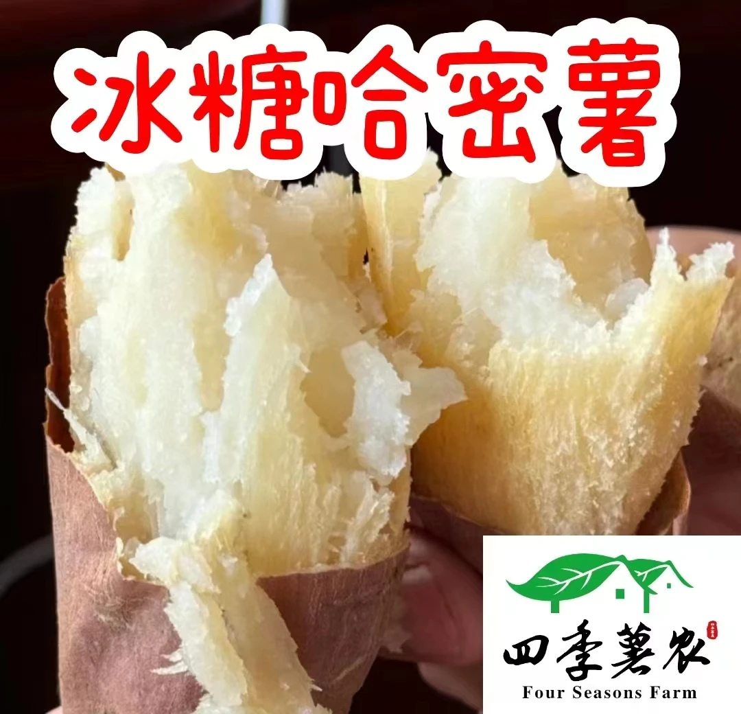 【主播专属】新鲜现挖哈密冰糖心蜜薯白心红薯粉糯香甜口感好