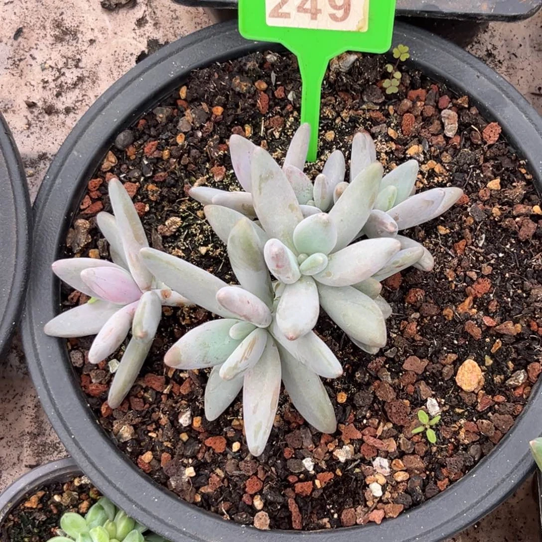 捂****?多肉植物企鹅群249