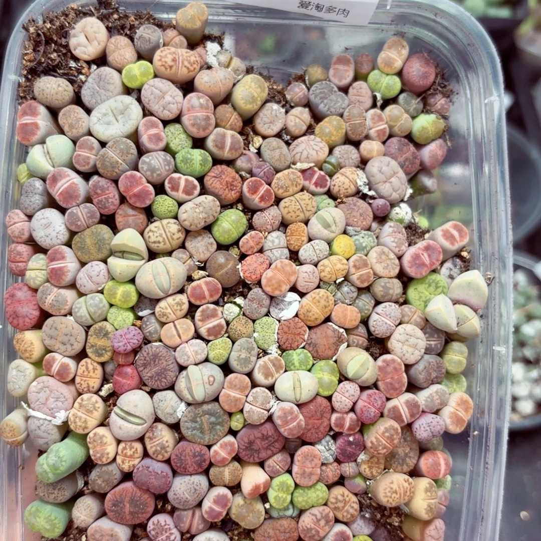 8985––零下地区需拍保温箱