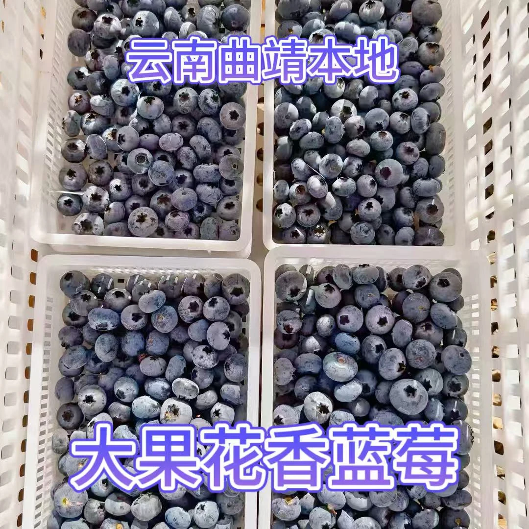 云南曲靖花香当季蓝莓大颗新鲜多汁花香四溢孕妇放心吃