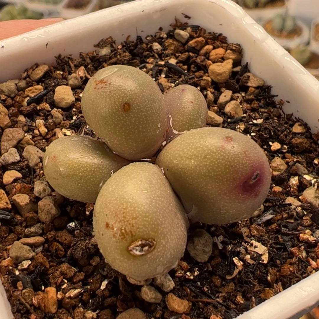 032多肉植物组合