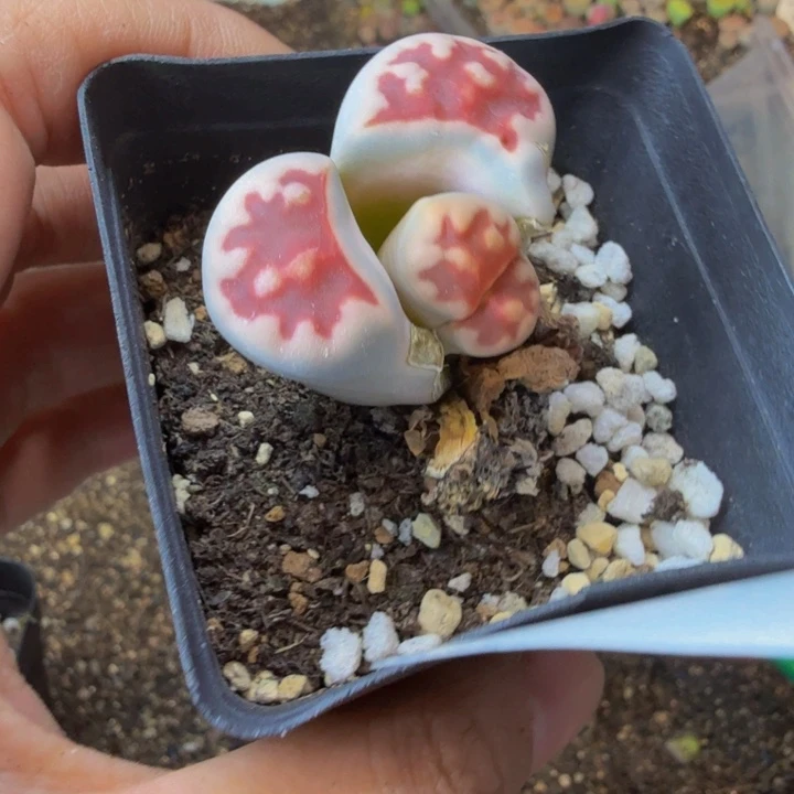 小***光多肉葡萄和坚果9