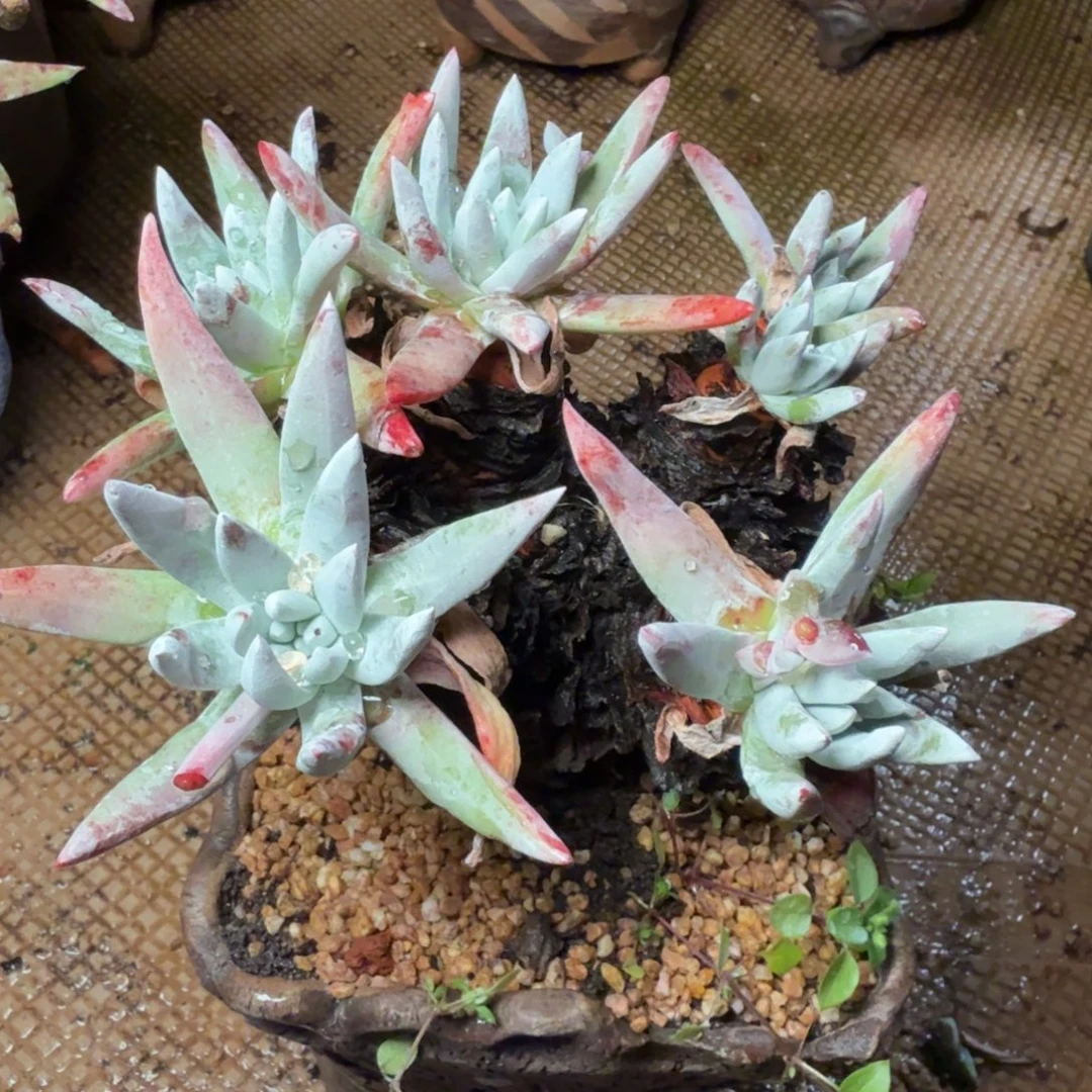 6126海瑟仙女杯多肉