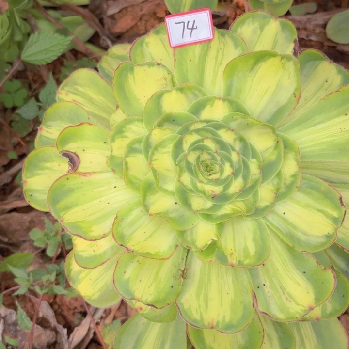 全部花朵074暴军无根法师