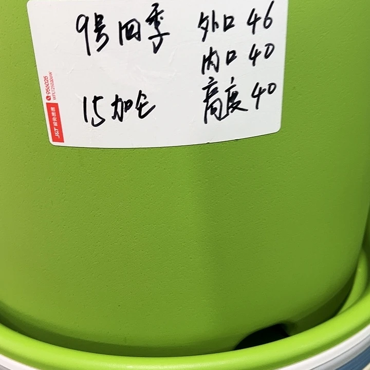 特价9号四季46高40果绿无托2个