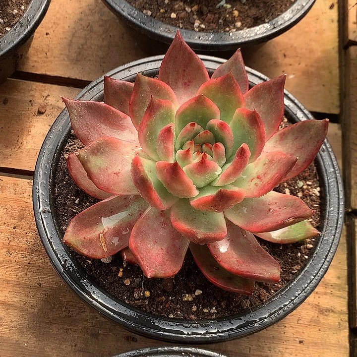 美肉特价活动开始啦