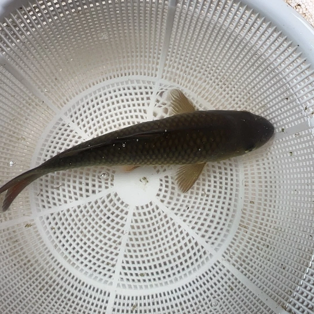 锦鲤血统锦鲤养殖