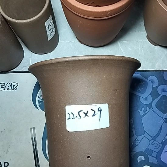 莲花金钟一个花盆