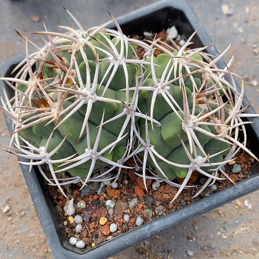 实生  双头碧岩玉11公分左右一物一拍