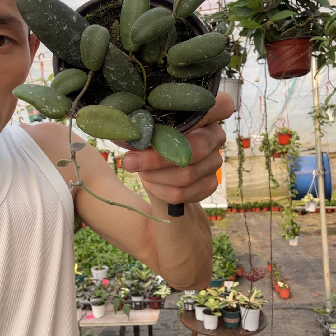 琳***琳无花朵玉扣球兰小苗