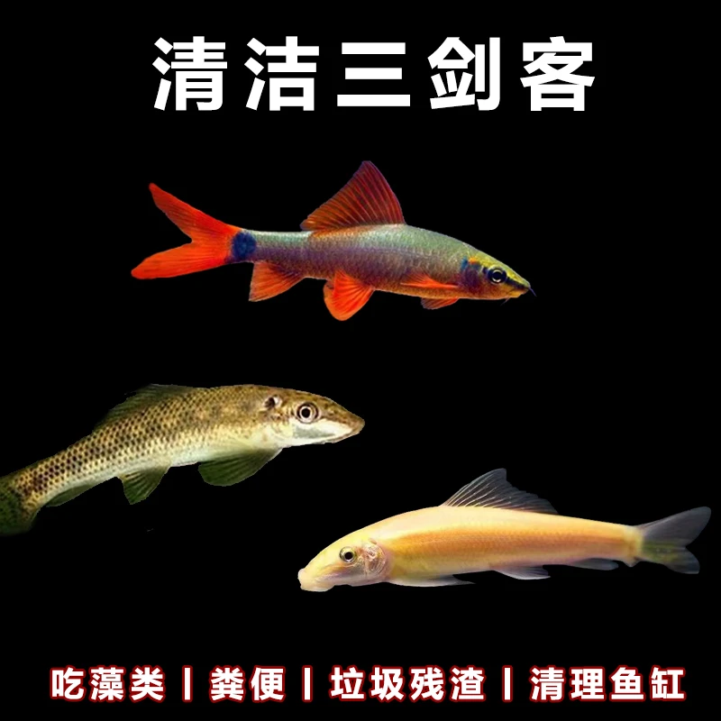 清洁三剑客金苔鼠鱼彩虹鲨清道夫观赏鱼鱼缸清洁鱼缸除藻工具鱼