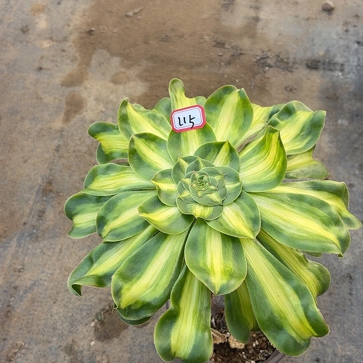 妖腿暴君115多肉植物