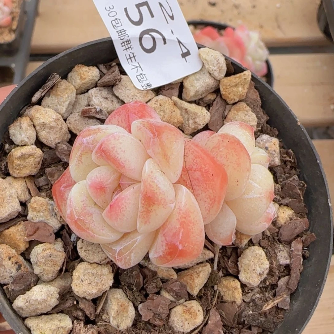 双头老桩冰玉一颗脱土