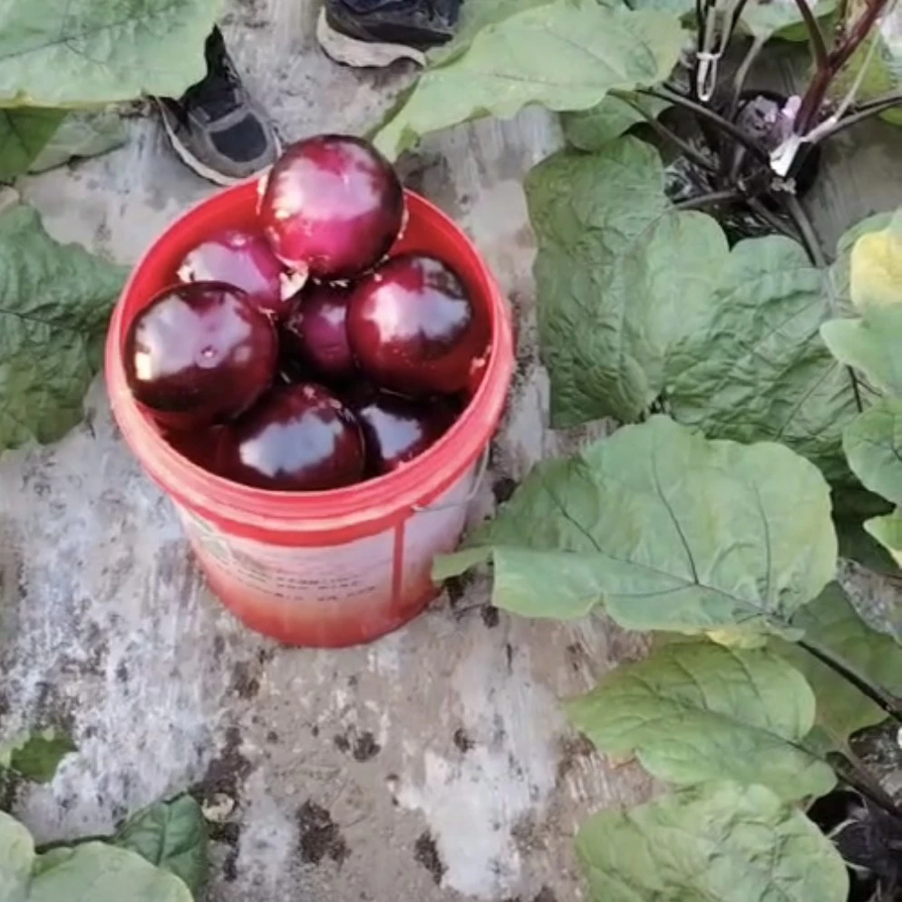 小虎家本地茄子 开锅烂 拍3斤发4斤