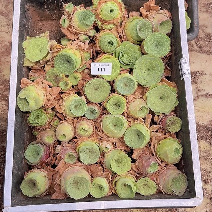 山地玫瑰多肉植物111