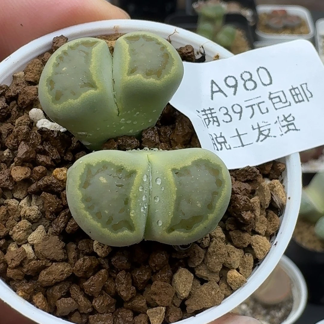 燕***爷980多肉哈哈哈哈哈哈哈