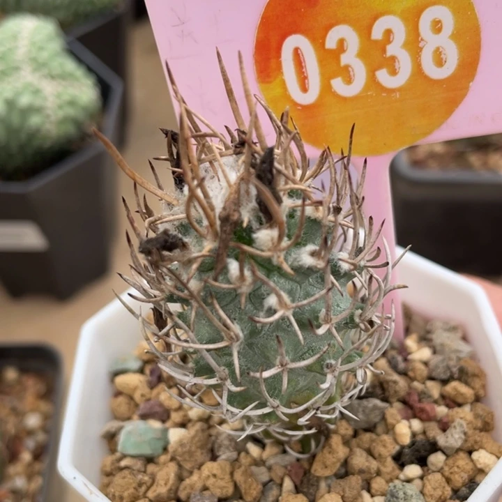 实生黄龙丸一棵0338