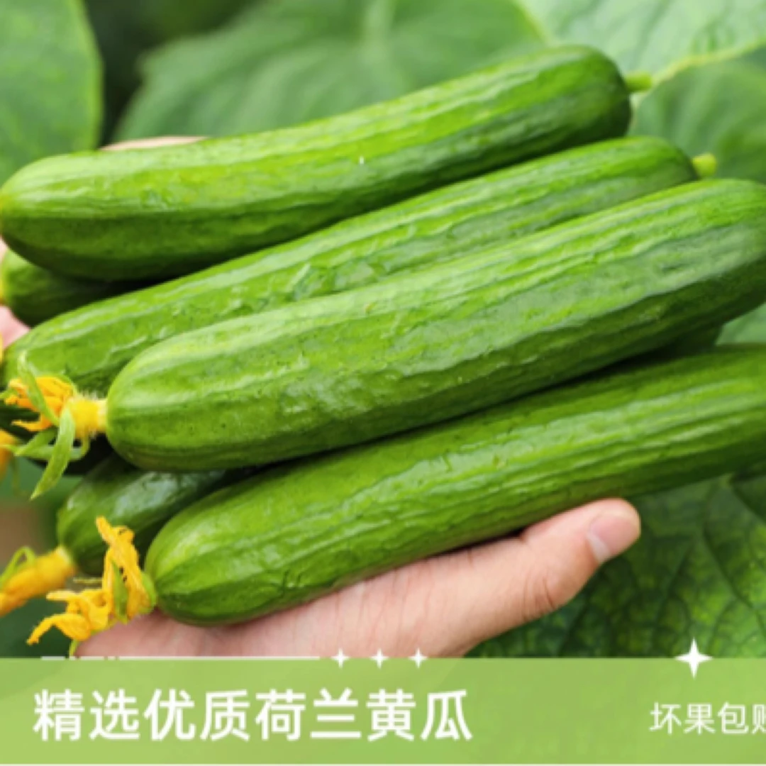 新鲜现摘水果小黄瓜生吃脆嫩清甜多汁无刺爽口