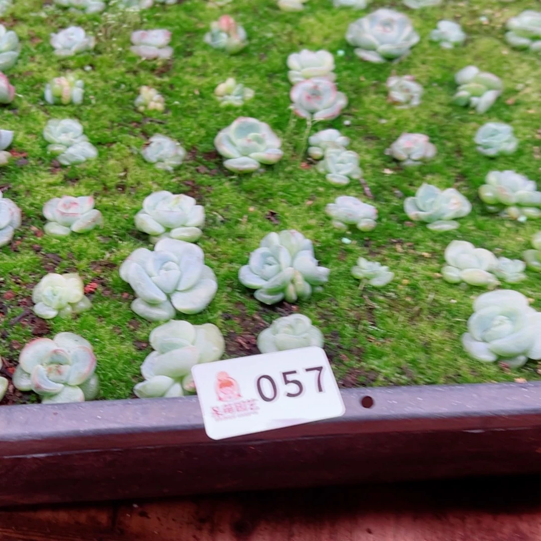 好***生多肉植物多肉植物