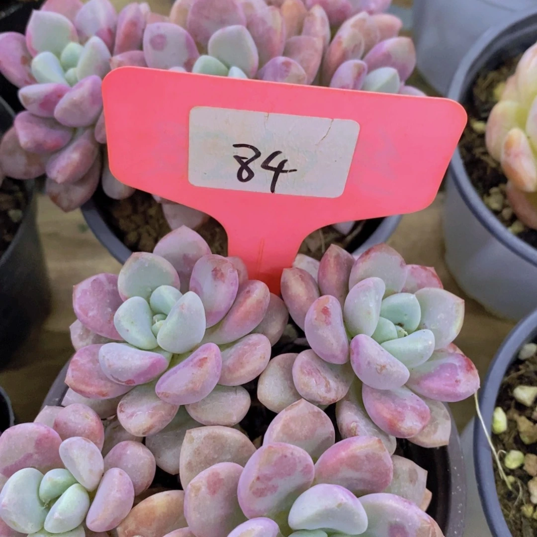 活动专场，最后一场