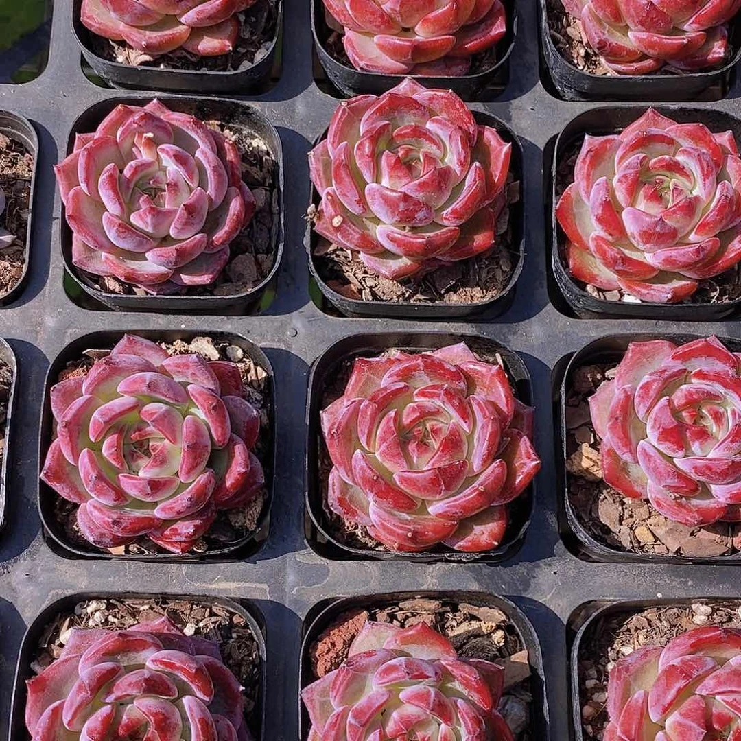 0611- 小紫夜魔侠单头福利一颗 量拍