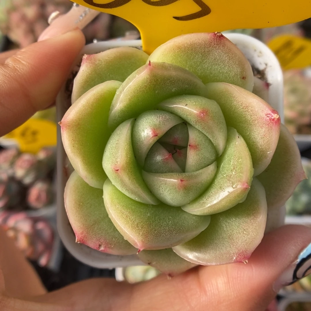 新品麦秆可拍603号。