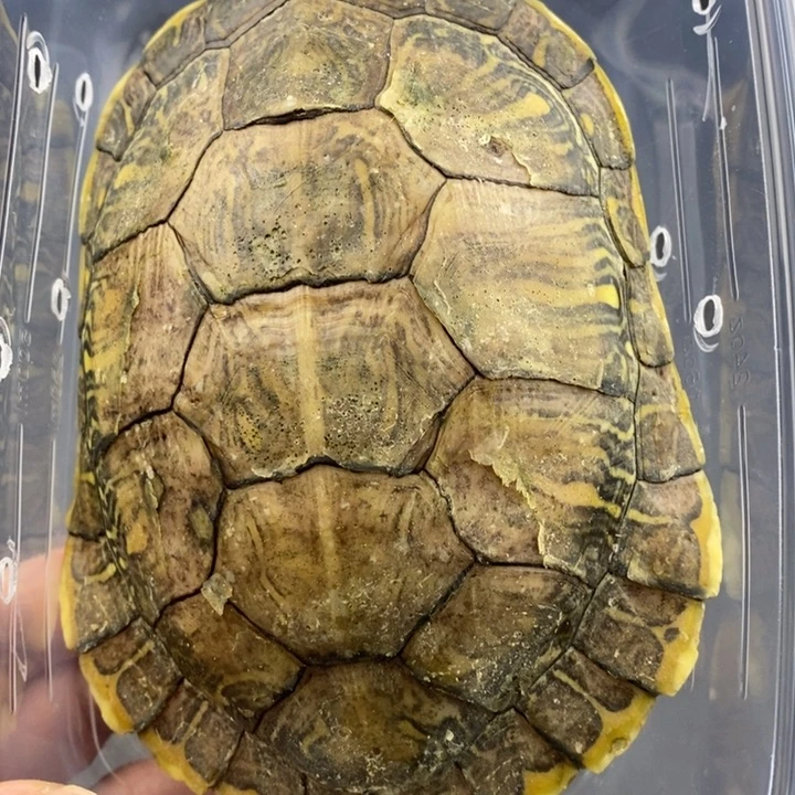 巴西彩龟母66666666