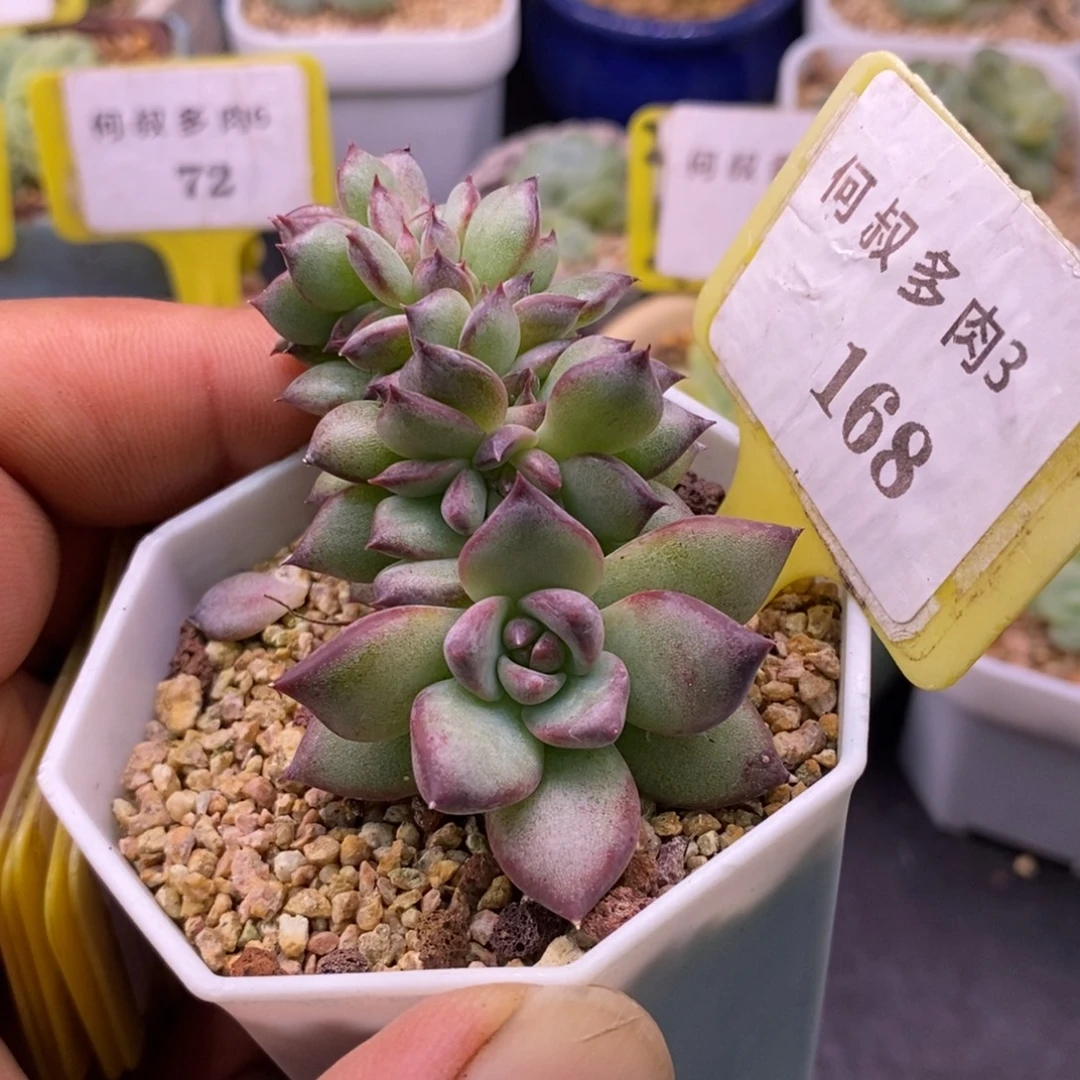3138拉糖缀化………。