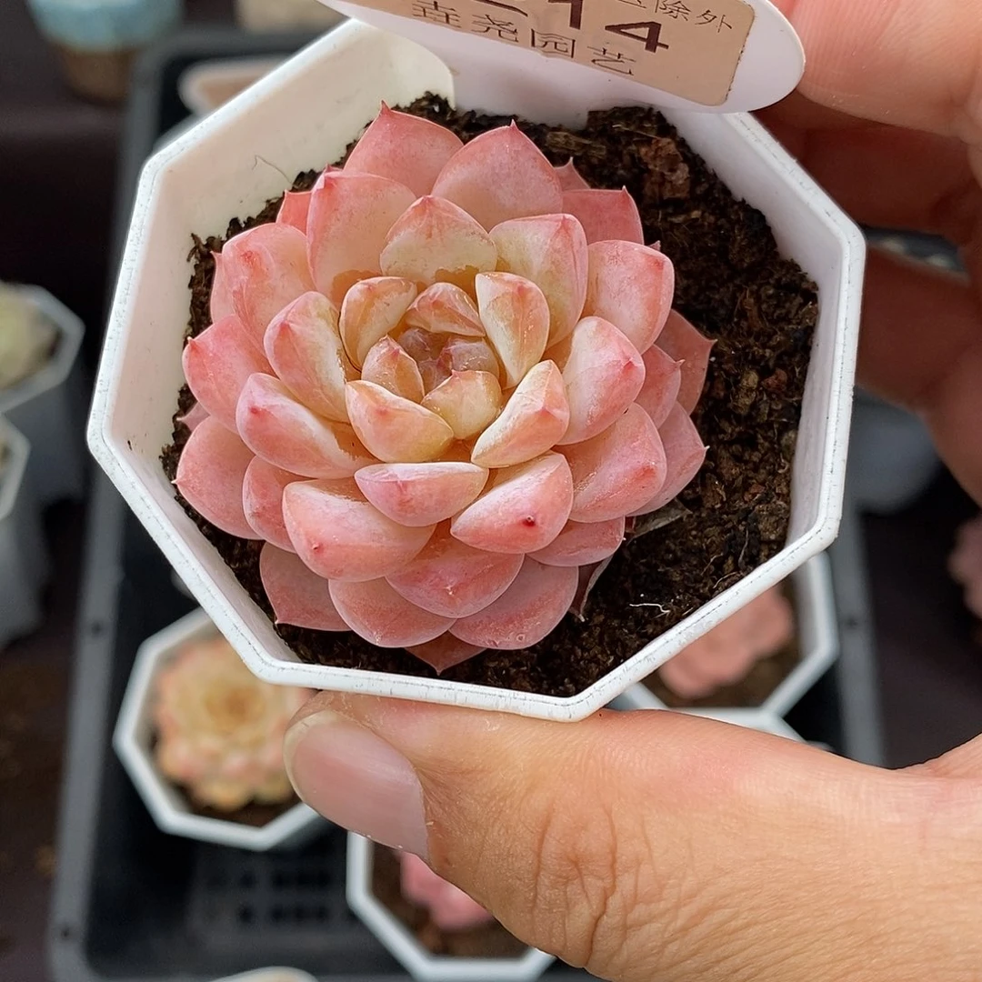 0214 冰葡萄 4.5cm