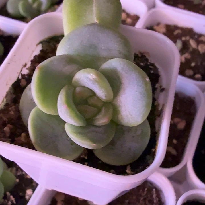 红甜心叶插苗一物一拍