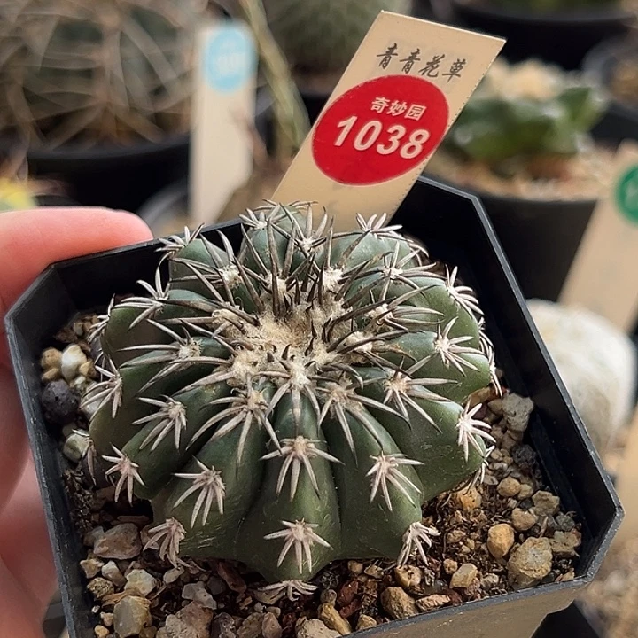 实生奇特圆盘玉5.3cm