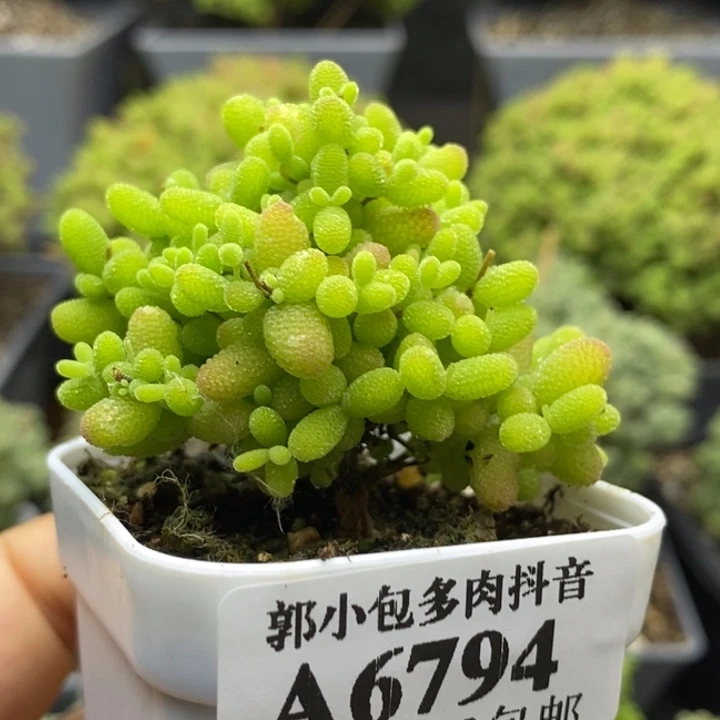 蜜橘糖球6794枝干番杏