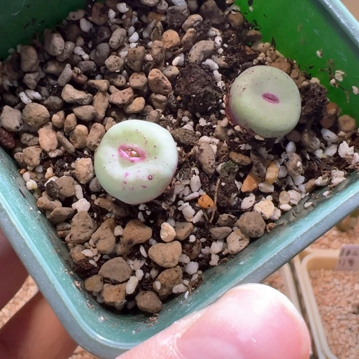 w/186 嘴嘴福利一盆