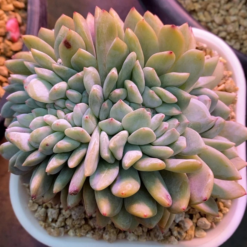 【闪购商品】寄养1111