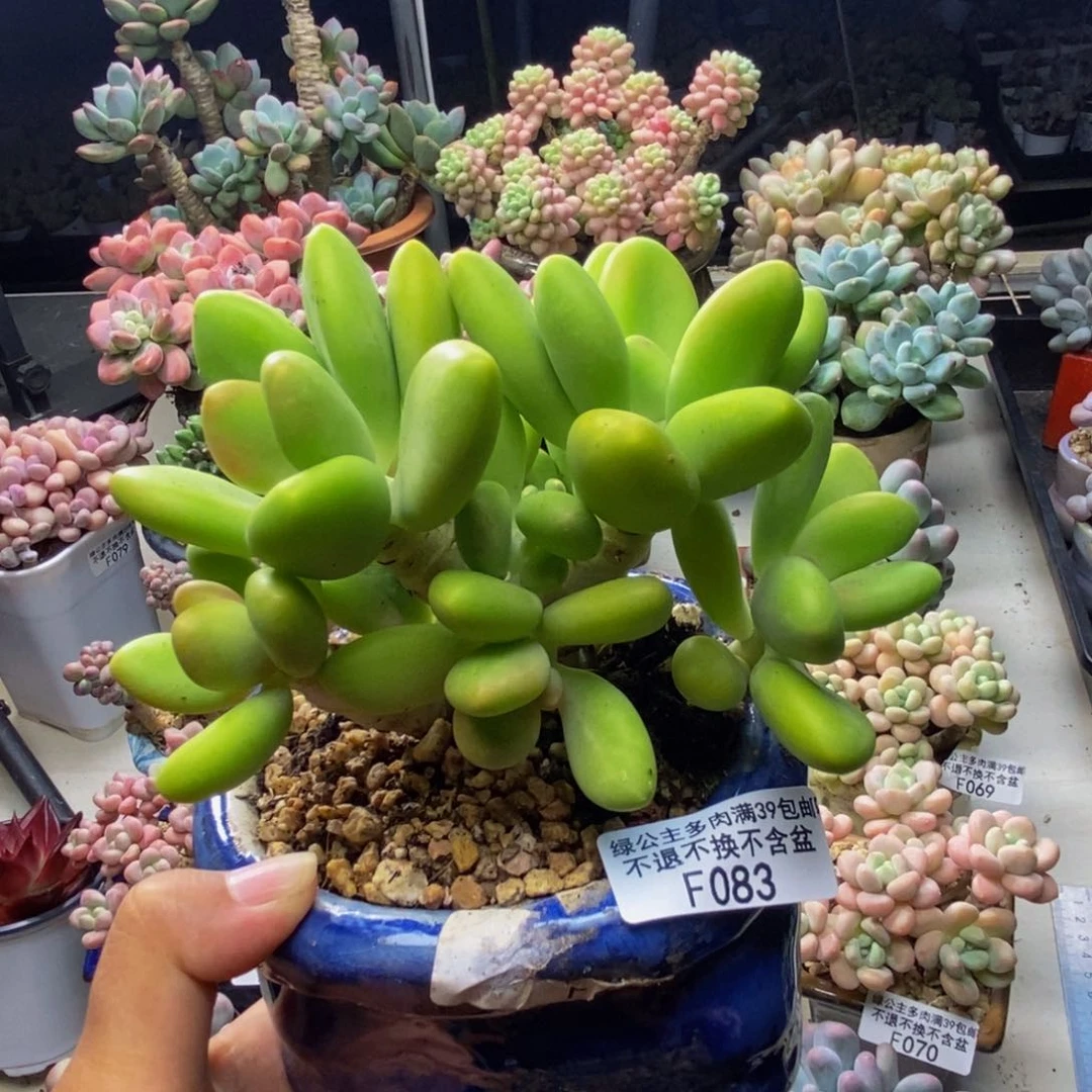 083金蝉芒果奶多肉10c m