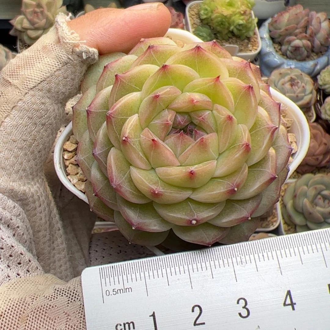 ?***子005 多肉植物组合