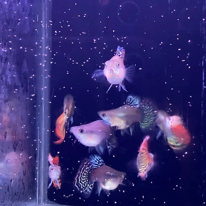 孔雀鱼小龙鳞球4对